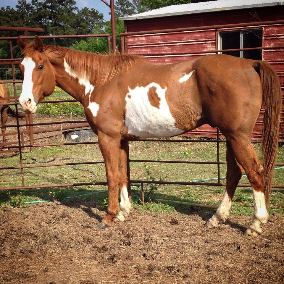 Important Post-- Whats Your horses Normal?